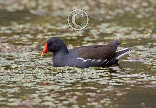 Moorhen DM0977